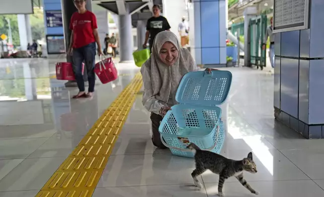 A Let's Adopt Indonesia volunteer releases a stray cat that has been neutered during a "Trap, Neuter and Return" project aimed at reducing stray cat population, in Jakarta, Indonesia, on Nov. 12, 2024. (AP Photo/Dita Alangkara)