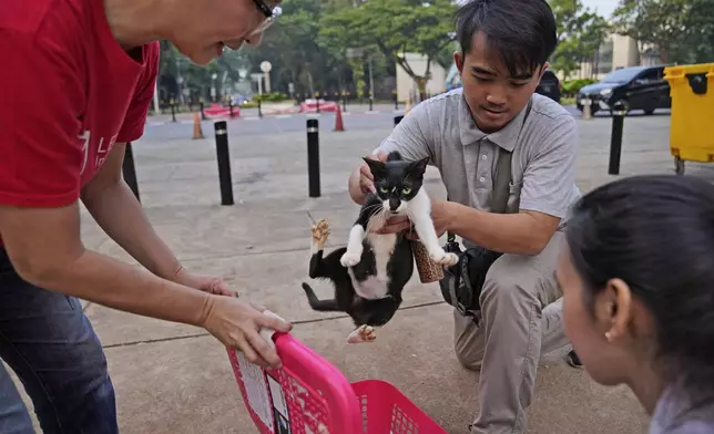 Let's Adopt Indonesia volunteer Serefanus Melvin, center, put a stray cat into a container during a "Trap, Neuter and Return" project aimed at reducing stray cat population, in Jakarta, Indonesia, on Nov. 9, 2024. (AP Photo/Dita Alangkara)