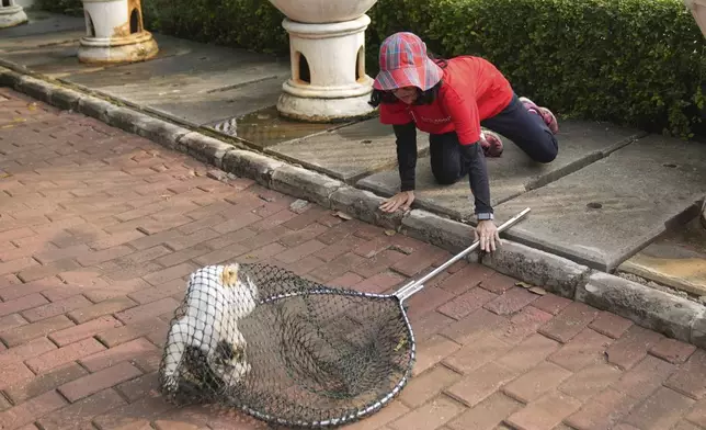 Let's Adopt Indonesia volunteer Vanya Afreenzha uses a net to catch a stray cat during a "Trap, Neuter and Return" project aimed at reducing stray cat population, in Jakarta, Indonesia, on Nov. 9, 2024. (AP Photo/Dita Alangkara)