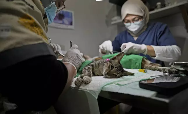 Veterinarians spay stray cats during a "Trap, Neuter and Return" project aimed at reducing stray cat population, in Jakarta, Indonesia, on Nov. 9, 2024. (AP Photo/Dita Alangkara)