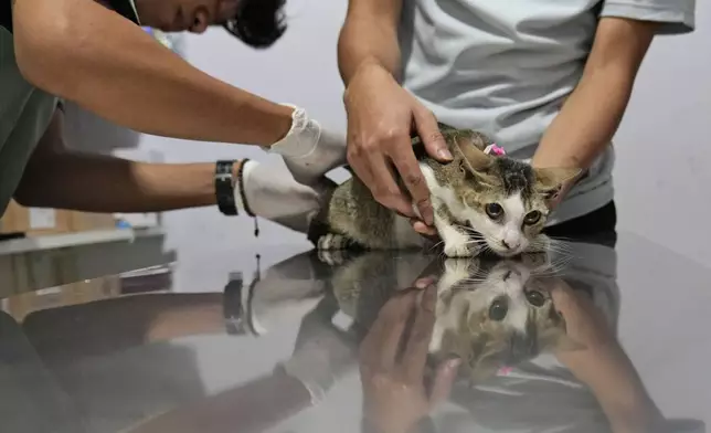 Veterinarians examine a newly-arrived stray cat during a "Trap, Neuter and Return" project aimed at reducing stray cat population, in Jakarta, Indonesia, on Nov. 9, 2024. (AP Photo/Dita Alangkara)