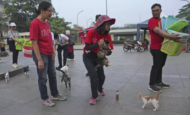 Volunteer Vanya Afreenzha, center, holds a stray cat as Carolina Fajar, the head of operations at Let's Adopt Indonesia, left, and Adib Azhar, another volunteer, right, look on, during a "Trap, Neuter and Return" project aimed at reducing stray cat population, in Jakarta, Indonesia, on Nov. 9, 2024. (AP Photo/Dita Alangkara)