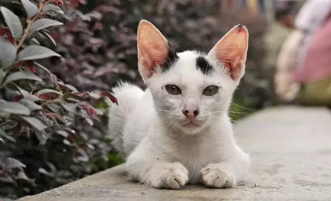 A neutered stray cat rests at Istiqlal Mosque compound in Jakarta, Indonesia, on Nov. 12, 2024. (AP Photo/Dita Alangkara)