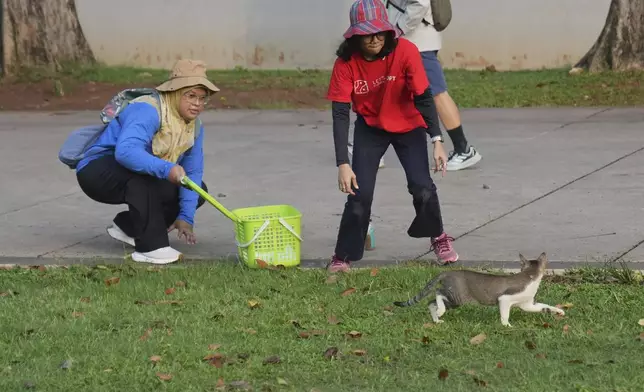 Let's Adopt Indonesia volunteers Vanya Afreenzha, right, and Marta try to catch a stray cat during a "Trap, Neuter and Return" project aimed at reducing stray cat population, in Jakarta, Indonesia, on Nov. 9, 2024. (AP Photo/Dita Alangkara)