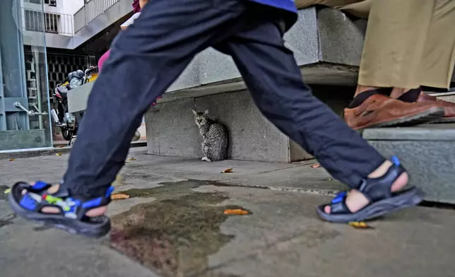 A stray cat sits as people walk past by at the Istiqlal Mosque compound in Jakarta, Indonesia, on Nov. 12, 2024. (AP Photo/Dita Alangkara)