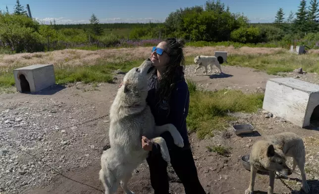 Erin Greene holds one of her rescued sled dogs, Thursday, Aug. 8, 2024, in Churchill, Manitoba. (AP Photo/Joshua A. Bickel)