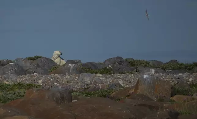 A polar bear stands near rocks, Tuesday, Aug. 6, 2024, in Churchill, Manitoba. (AP Photo/Joshua A. Bickel)