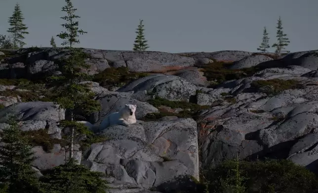 A female polar bear sits on rocks, Wednesday, Aug. 7, 2024, in Churchill, Manitoba. (AP Photo/Joshua A. Bickel)