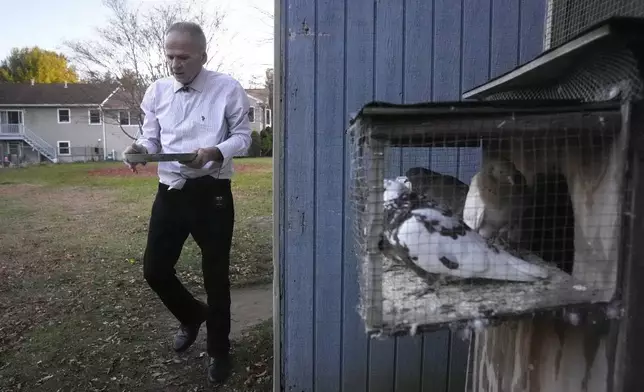 Michael Sullivan, 64, of Lowell, Mass., who was convicted of murder and armed robbery in 1987 and spend years in jail before being ruled innocent, brings feed to his pigeons at the home of his sister, Wednesday, Nov. 20, 2024, in Billerica, Mass. (AP Photo/Steven Senne)