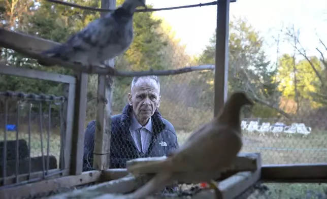 Michael Sullivan, 64, of Lowell, Mass., who was convicted of murder and armed robbery in 1987 and spend years in jail before being ruled innocent, stands near his pigeons at the home of his sister, Wednesday, Nov. 20, 2024, in Billerica, Mass. (AP Photo/Steven Senne)