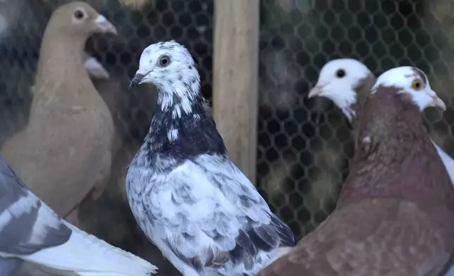 Pigeons belonging to Michael Sullivan, 64, of Lowell, Mass., stand together in a cage Wednesday, Nov. 20, 2024, in Billerica, Mass. (AP Photo/Steven Senne)