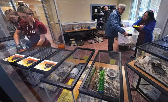 Staff and volunteers attend to a portion nearly 1,000 fancy mice held in glass tanks that were surrendered at the New Hampshire SPCA, Friday, Nov. 15, 2024, in Stratham, N.H. (AP Photo/Charles Krupa)