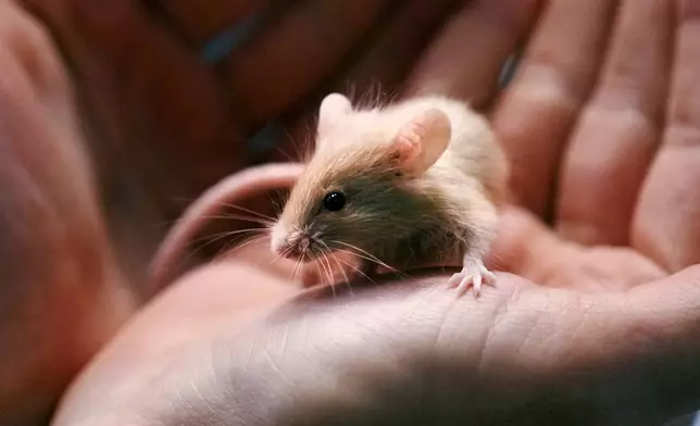 Adoption coordinator Lexi Giannopoulos cradles one of nearly 1,000 fancy mice that were surrendered at the New Hampshire SPCA, Friday, Nov. 15, 2024, in Stratham, N.H. (AP Photo/Charles Krupa)