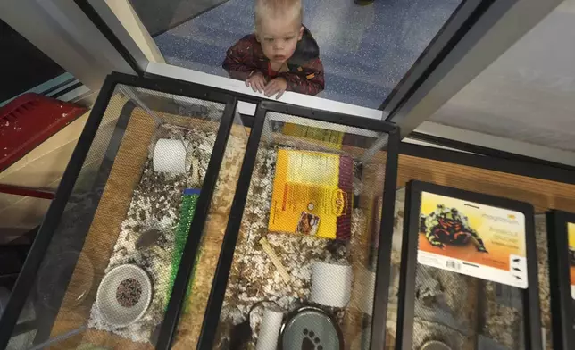 Grady McKinnon, 2, of Nottingham, N.H. watches fancy mice in glass tanks, which were a portion of nearly 1,000 that surrendered, at the New Hampshire SPCA, Friday, Nov. 15, 2024, in Stratham, N.H. (AP Photo/Charles Krupa)