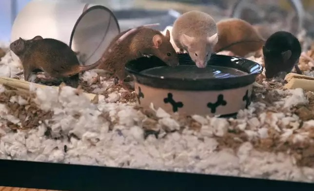 Five of nearly 1,000 fancy mice are held in a glass tank, which were surrendered recently by an owner who was overwhelmed by the volume of the multiplying mice, at the New Hampshire SPCA, Friday, Nov. 15, 2024, in Stratham, N.H. (AP Photo/Charles Krupa)