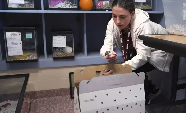 Adoption coordinator Lexi Giannopoulos loads four fancy mice, which were adopted out of nearly 1,000 fancy mice that were surrendered, at the New Hampshire SPCA, Friday, Nov. 15, 2024, in Stratham, N.H. (AP Photo/Charles Krupa)