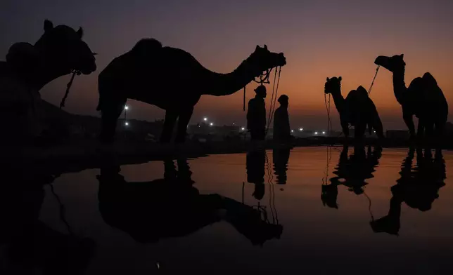 Camel herders bring their animals to a water tank at a camel fair in Pushkar, in the northwestern Indian state of Rajasthan, Tuesday, Nov. 5, 2024. (AP Photo/Deepak Sharma)