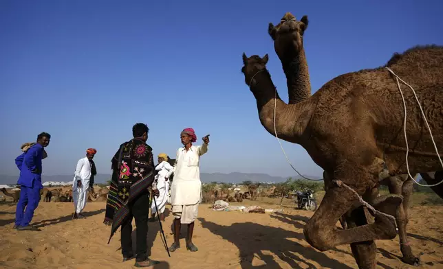 A camel herder negotiates with a buyer at a camel fair in Pushkar, in the northwestern Indian state of Rajasthan, Monday, Nov. 4, 2024. (AP Photo/Deepak Sharma)