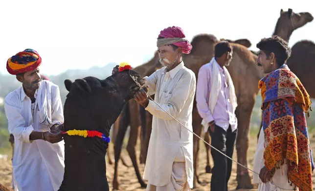 A buyer examines the teeth of a camel before deciding at a camel fair in Pushkar, in the northwestern Indian state of Rajasthan, Monday, Nov. 4, 2024. (AP Photo/Deepak Sharma)