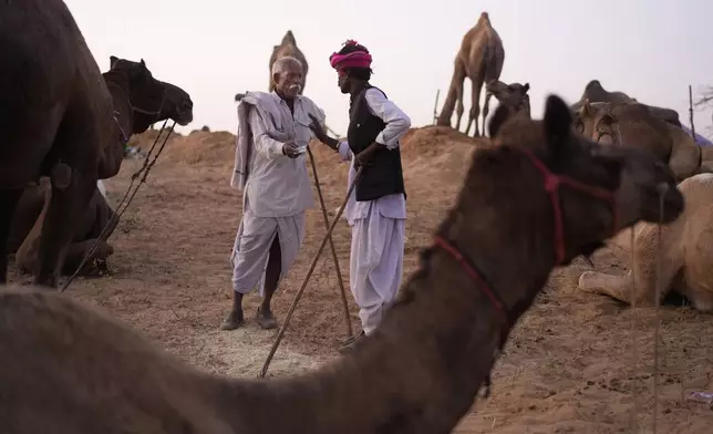 A buyer negotiates the price of a camel with a herder at a camel fair in Pushkar, in the northwestern Indian state of Rajasthan, Tuesday, Nov. 5, 2024. (AP Photo/Deepak Sharma)