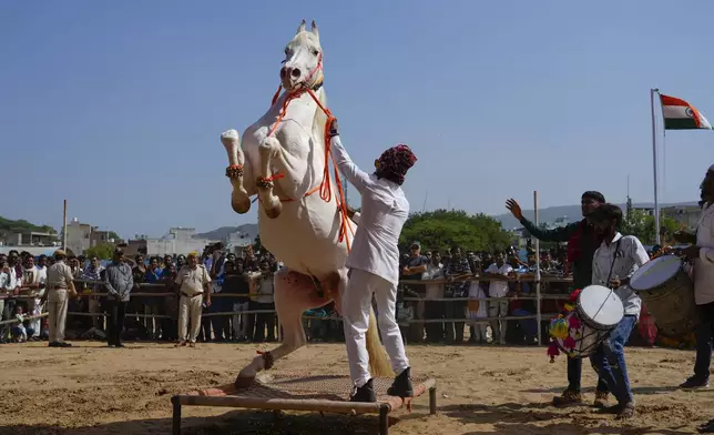 A handler makes a horse stand on its hind legs on a traditional bedstead in a show of skill at a camel fair in Pushkar, in the northwestern Indian state of Rajasthan, Monday, Nov. 11, 2024. (AP Photo/Deepak Sharma)