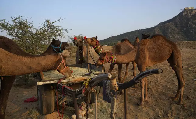 A group of camels feed on hay from a cart as their herders get ready to leave after attending a camel fair in Pushkar, in the northwestern Indian state of Rajasthan, Thursday, Nov. 14, 2024. (AP Photo/Deepak Sharma)