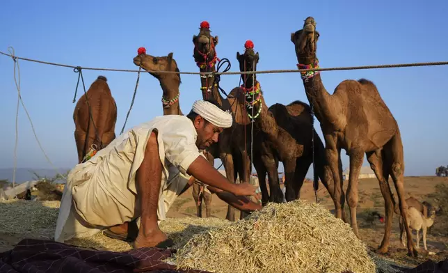 A herder makes a mixture of hay and grains to feed his camels at a camel fair in Pushkar, in the northwestern Indian state of Rajasthan, Wednesday, Nov. 13, 2024. (AP Photo/Deepak Sharma)