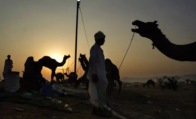 A herder prepares to leave with his camels after attending a camel fair in Pushkar, in the northwestern Indian state of Rajasthan, Thursday, Nov. 14, 2024. (AP Photo/Deepak Sharma)