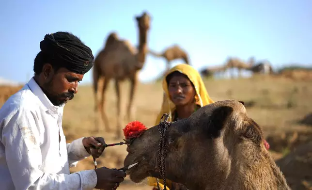 A barber trims the hair of a camel at a camel fair in Pushkar, in the northwestern Indian state of Rajasthan, Monday, Nov. 4, 2024. (AP Photo/Deepak Sharma)