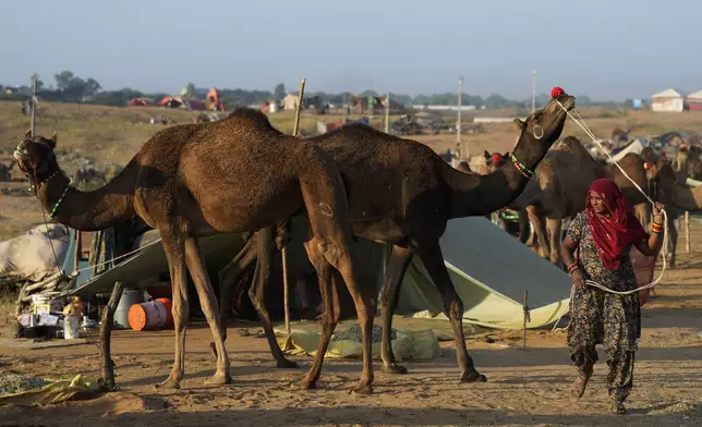 A woman tends to a camel at a camel fair in Pushkar, in the northwestern Indian state of Rajasthan, Wednesday, Nov. 13, 2024. (AP Photo/Deepak Sharma)