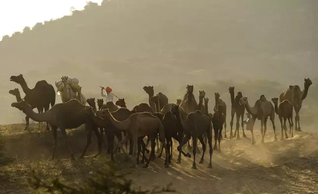 A herder brings his camels back from grazing at a camel fair in Pushkar, in the northwestern Indian state of Rajasthan, Monday, Nov. 4, 2024. (AP Photo/Deepak Sharma)