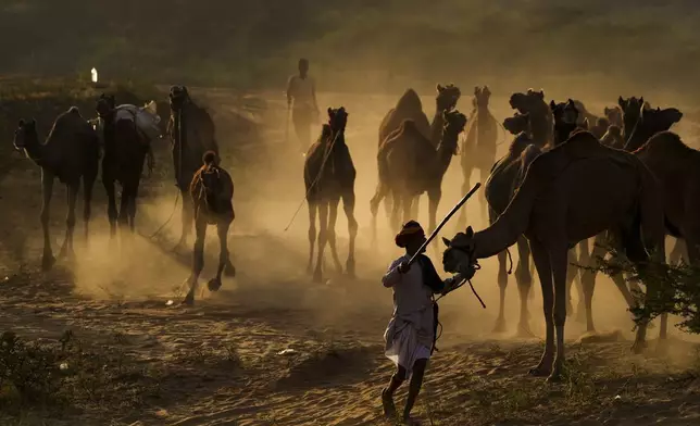 A herder brings his camels back from grazing at a camel fair in Pushkar, in the northwestern Indian state of Rajasthan, Monday, Nov. 4, 2024. (AP Photo/Deepak Sharma)