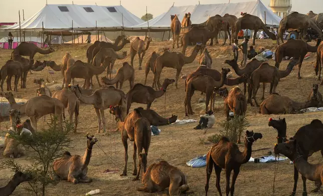 Herders wait with their camels for prospective buyers at a camel fair in Pushkar, in the northwestern Indian state of Rajasthan, Wednesday, Nov. 6, 2024. (AP Photo/Deepak Sharma)