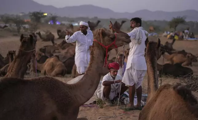 Herders rest with their camels after arriving for a camel fair in Pushkar, in the northwestern Indian state of Rajasthan, Monday, Nov. 4, 2024. (AP Photo/Deepak Sharma)