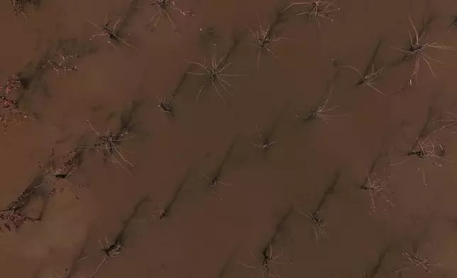 A vineyard remains flooded after heavy storms Saturday, Nov. 23, 2024, in Windsor, Calif. (AP Photo/Godofredo A. Vásquez)