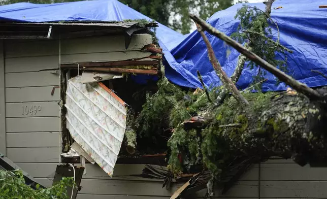 A downed tree lands over a property during a storm, Thursday, Nov. 21, 2024, in Forestville, Calif. (AP Photo/Godofredo A. Vásquez)