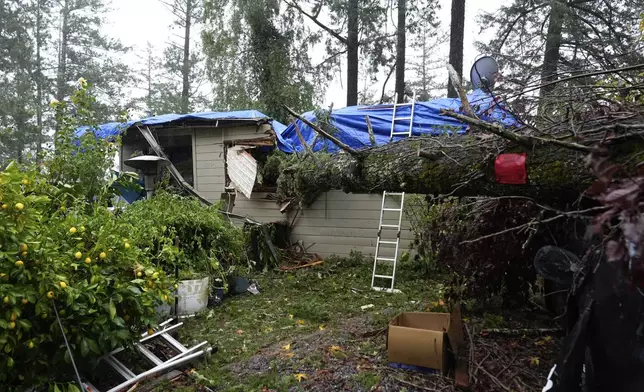 A downed tree lands over a property during a storm, Thursday, Nov. 21, 2024, in Forestville, Calif. (AP Photo/Godofredo A. Vásquez)