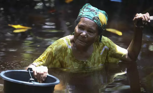 Berta Sanyi stands chest deep in water as she collects clams in a mangrove forest where only women are permitted to enter in Jayapura, Papua province, Indonesia on Wednesday, Oct. 2, 2024. (AP Photo/Firdia Lisnawati)