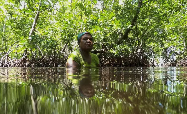 Debora Sanyi stands chest deep in water as she collects clams in a mangrove forest where only women are permitted to enter in Jayapura, Papua province, Indonesia on Wednesday, Oct. 2, 2024. (AP Photo/Firdia Lisnawati)