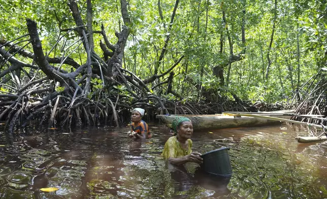 Berta Sanyi and Paula Hamadi, left, stand chest deep in water as they collect clams in a mangrove forest where only women are permitted to enter in Jayapura, Papua province, Indonesia on Wednesday, Oct. 2, 2024. (AP Photo/Firdia Lisnawati)