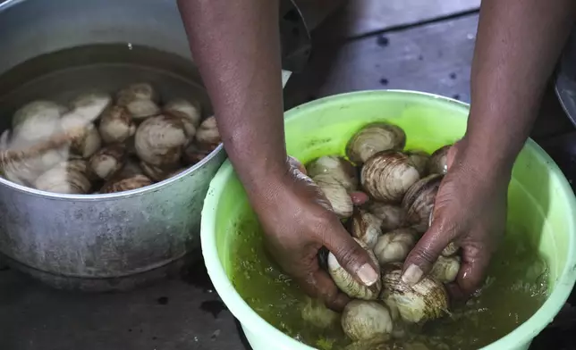 Petronela Merauje prepares clams to cook at her house at Enggros village in Jayapura, Papua province, Indonesia on Wednesday, Oct. 2, 2024. (AP Photo/Firdia Lisnawati)