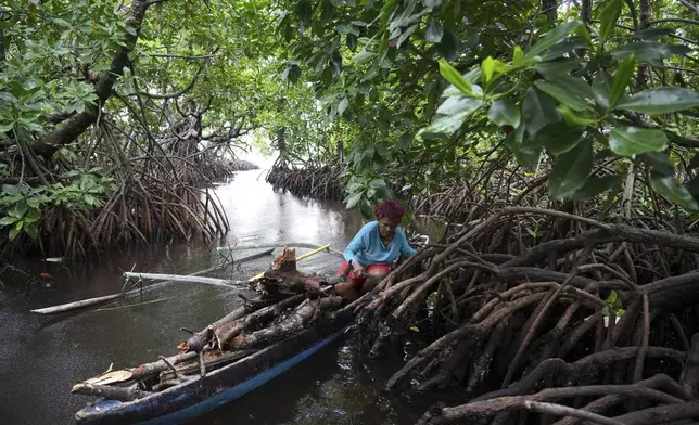 A woman on her boat collects firewood in a mangrove forest where only women are permitted to enter in Jayapura, Papua province, Indonesia on Wednesday, Oct. 2, 2024. (AP Photo/Firdia Lisnawati)