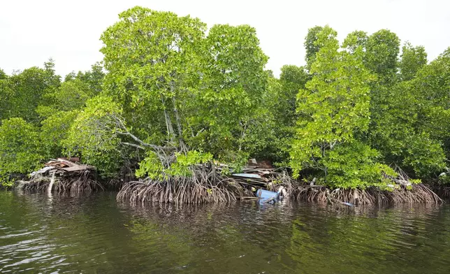 A plastic container and rubbish is stuck in mangrove trees at Enggros village in Jayapura, Papua province, Indonesia on Wednesday, Oct. 2, 2024. (AP Photo/Firdia Lisnawati)