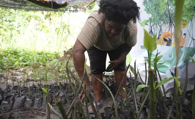 Petronela Merauje works on her mangrove seeds for planting in Jayapura, Papua province, Indonesia on Wednesday, Oct. 2, 2024. (AP Photo/Firdia Lisnawati)