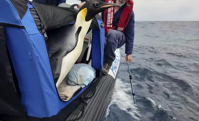 In this photo released by Department of Biodiversity, Conservation and Attractions (DBCA), a male emperor penguin dubbed Gus, is released back into the ocean off the south coast of Western Australia, Wednesday Nov. 20, 2024. (Miles Brotherson/DBCA via AP)