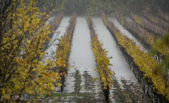 A vineyard is flooded during a storm, Thursday, Nov. 21, 2024, in Forestville, Calif. (AP Photo/Godofredo A. Vásquez)