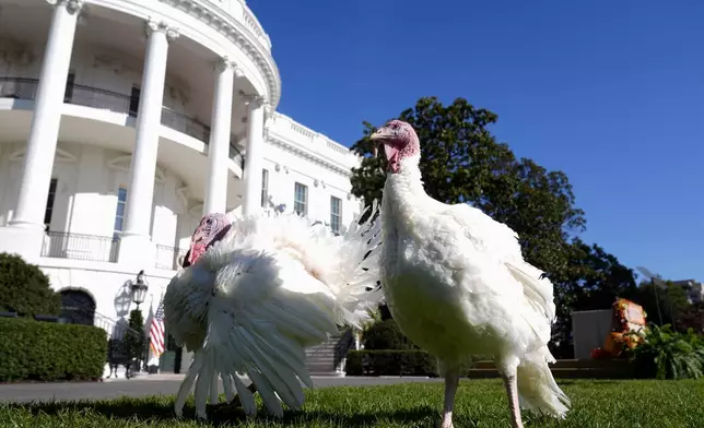 The national Thanksgiving turkeys Peach and Blossom are pictured before a pardoning ceremony with President Joe Biden on the South Lawn of the White House in Washington, Monday, Nov. 25, 2024. (AP Photo/Mark Schiefelbein)