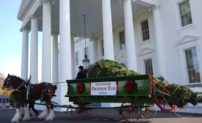 The official 2024 White House Christmas Tree arrives on the North Portico of the White House in Washington, Monday, Nov. 25, 2024. Cartner's Christmas Tree Farm from Newland, N.C., provided the Fraser fir that will be displayed in the Blue Room of the White House. (AP Photo/Susan Walsh)