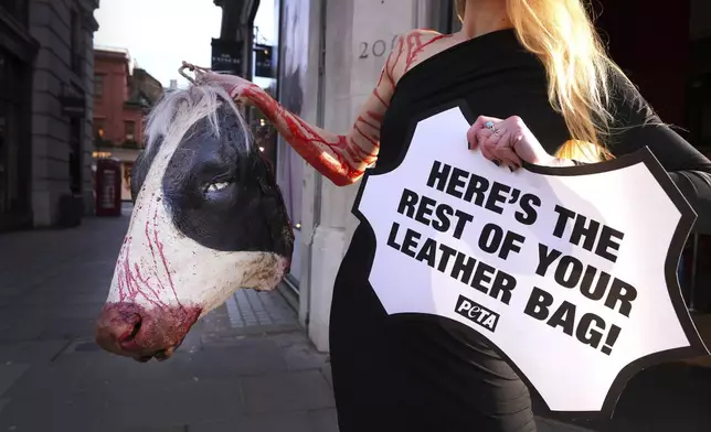 A PETA (People for the Ethical Treatment of Animals) supporter displays a realistic 'bleeding' severed cow's head whilst holding a sign proclaiming, "Here's The Rest Of Your Leather Bag!" outside the Coach store on Regent Street in London, Thursday, Nov. 28, 2024. (AP Photo/Kirsty Wigglesworth)