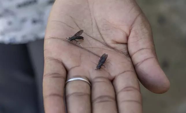 Maggots are held by a worker at a maggot breeding centre in Chinhoyi, Zimbabwe, Friday, Oct. 19, 2024. (AP Photo/Aaron Ufumeli)